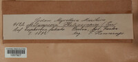 Melampsora euphorbiae image
